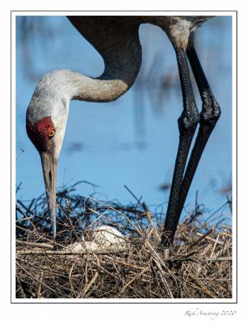Sandhill turning eggs copy.jpg